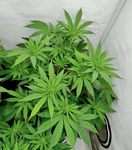 Lemon Z - Dutch Passion. Week 5