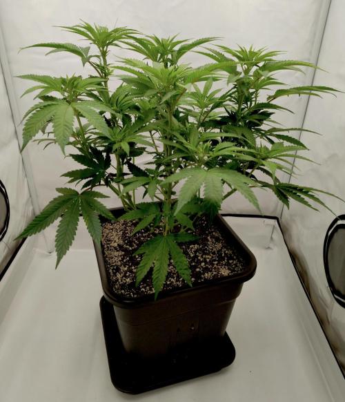 Lemon Z - Dutch Passion. Week 5