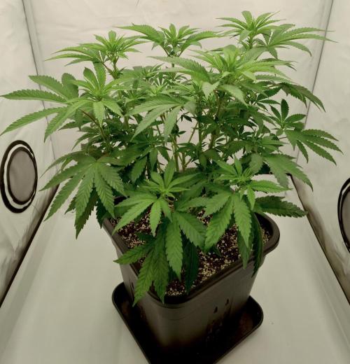 Lemon Z - Dutch Passion. Week 5