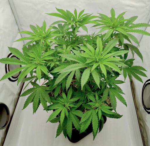 Lemon Z - Dutch Passion. Week 5