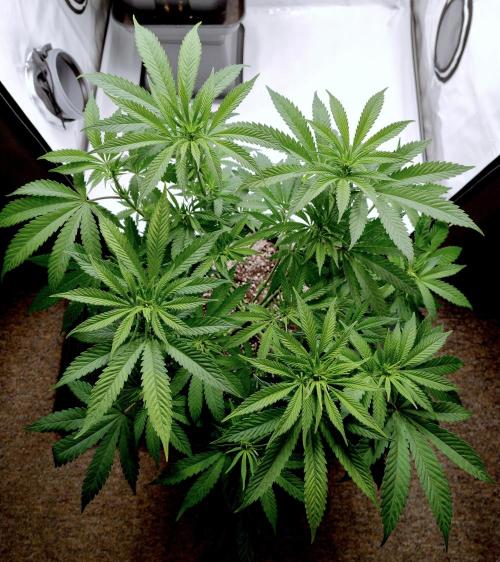 Lemon Z - Dutch Passion. Week 5