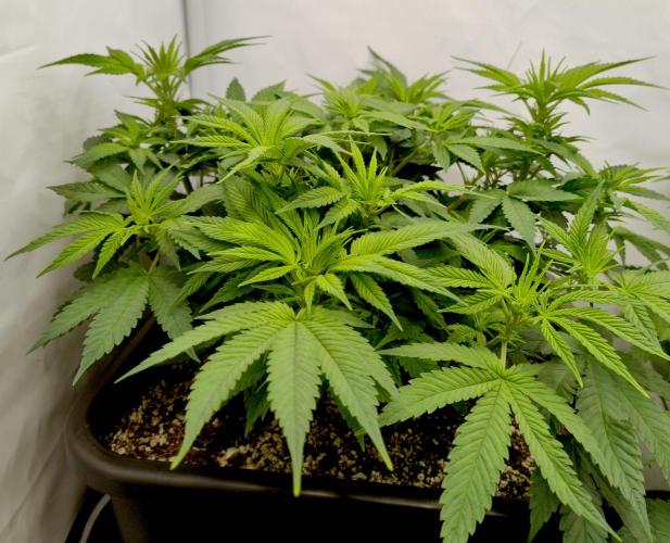 CBD Mazar - Dutch Passion. Week 5