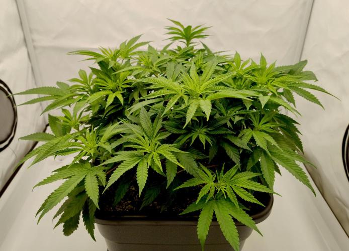 CBD Mazar - Dutch Passion. Week 5