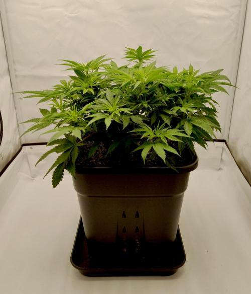 CBD Mazar - Dutch Passion. Week 5