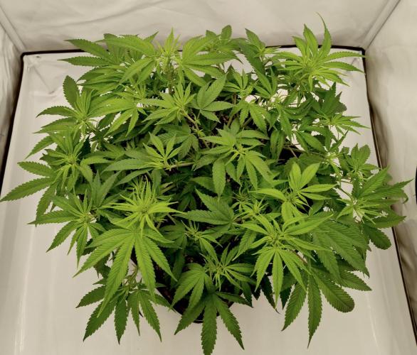 CBD Mazar - Dutch Passion. Week 5