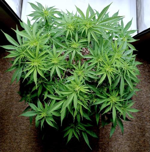 Skunk #11 - Dutch Passion. Week 5