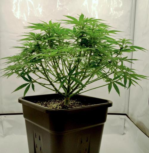 Skunk #11 - Dutch Passion. Week 5