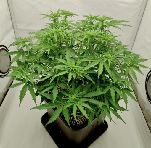 Skunk #11 - Dutch Passion. Week 5