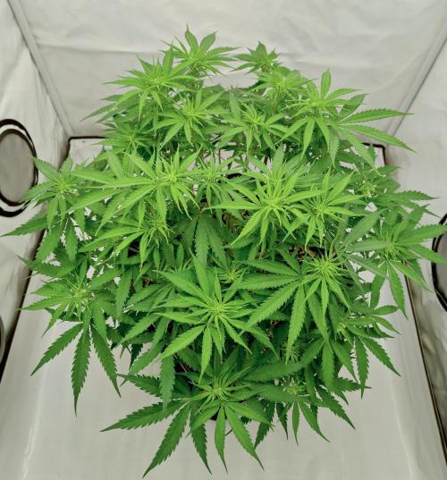 Skunk #11 - Dutch Passion. Week 5