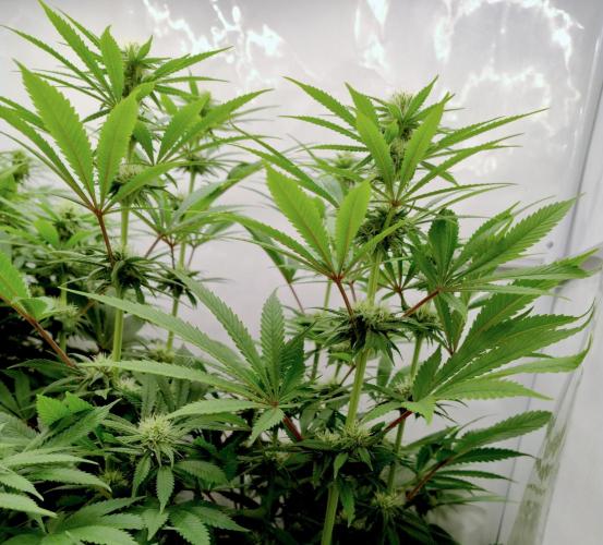 Lemon Z - Dutch Passion. Week 7