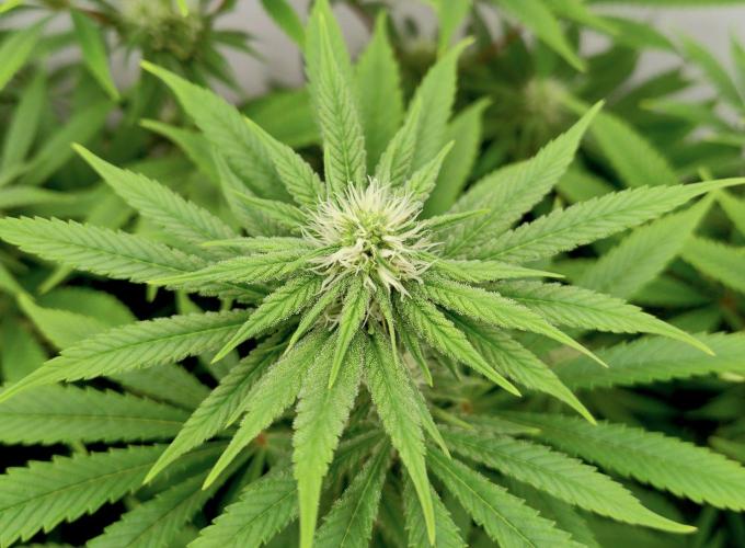 Lemon Z - Dutch Passion. Week 7