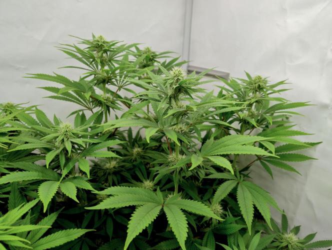 Lemon Z - Dutch Passion. Week 7