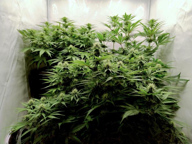 Lemon Z - Dutch Passion. Week 7 - LemonZ top right.