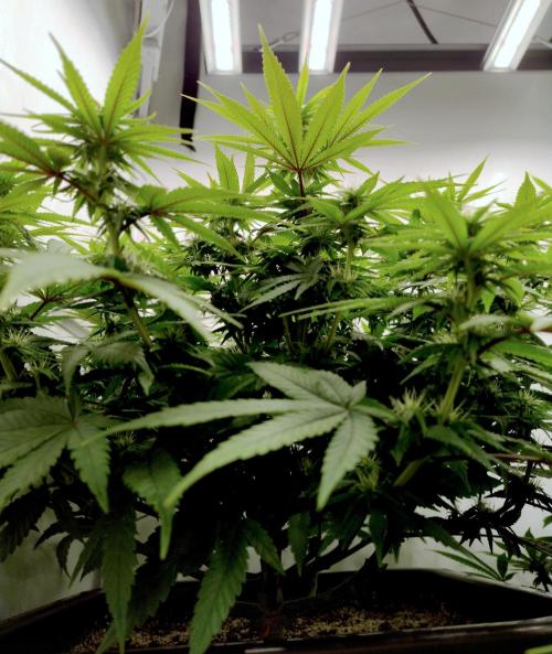 CBD Mazar - Dutch Passion. Week 7