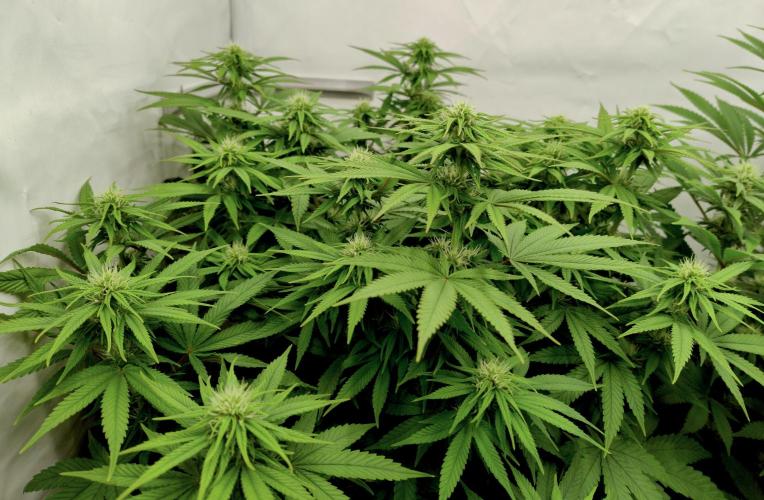 CBD Mazar - Dutch Passion. Week 7