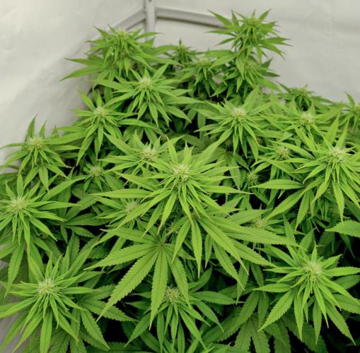 CBD Mazar - Dutch Passion. Week 7