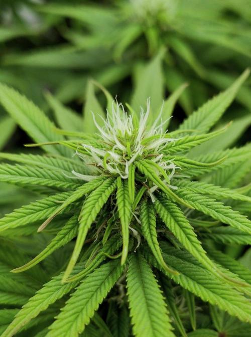 CBD Mazar - Dutch Passion. Week 7 - Do I spot some colourful parts ?🙏