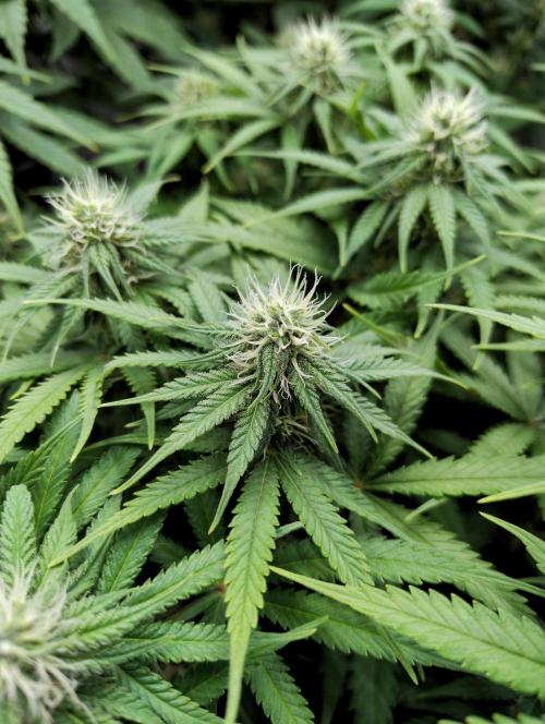 Skunk #11 - Dutch Passion. Week 7