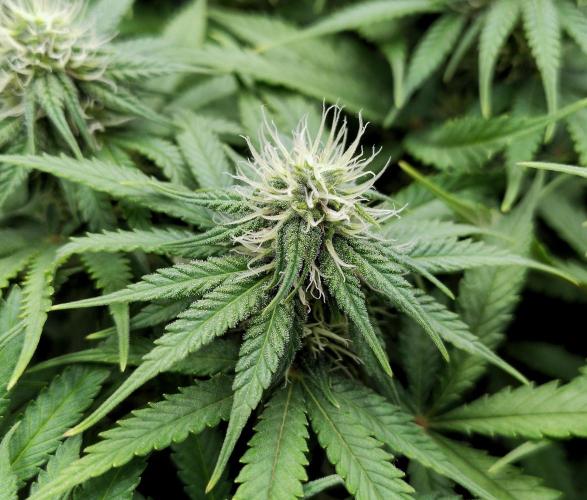 Skunk #11 - Dutch Passion. Week 7