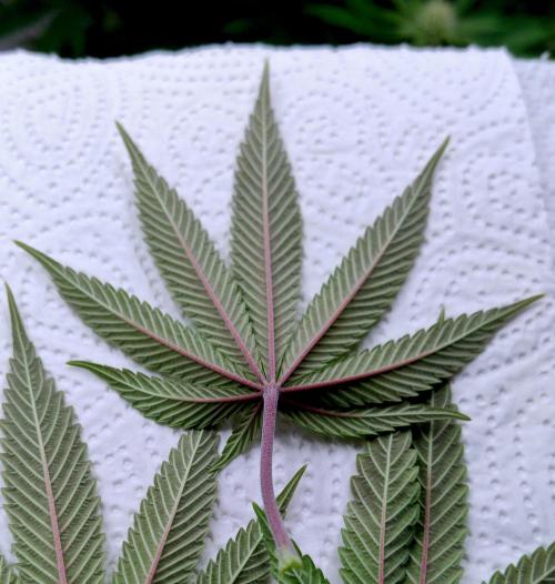 CBD Mazar - Dutch Passion. Week 8