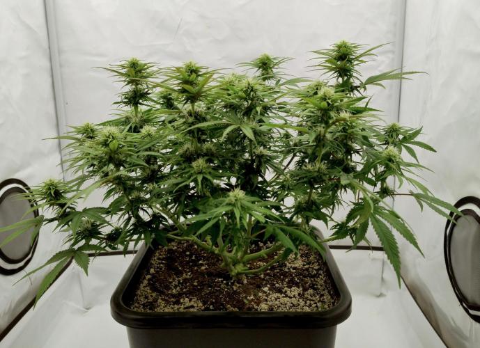 CBD Mazar - Dutch Passion. Week 8