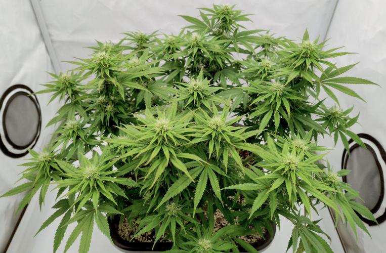 CBD Mazar - Dutch Passion. Week 8