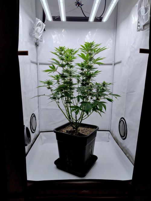 Lemon Z - Dutch Passion. Week 8