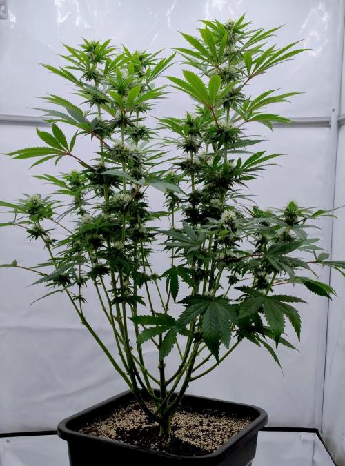 Lemon Z - Dutch Passion. Week 8