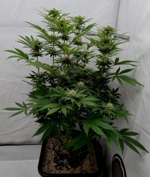Lemon Z - Dutch Passion. Week 8