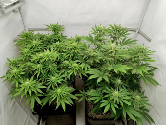 Lemon Z - Dutch Passion. Week 8 - LemonZ on the right.