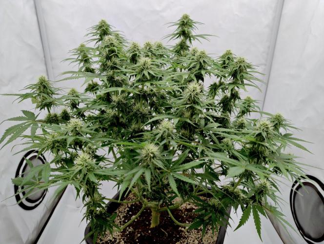 Skunk #11 - Dutch Passion. Week 8