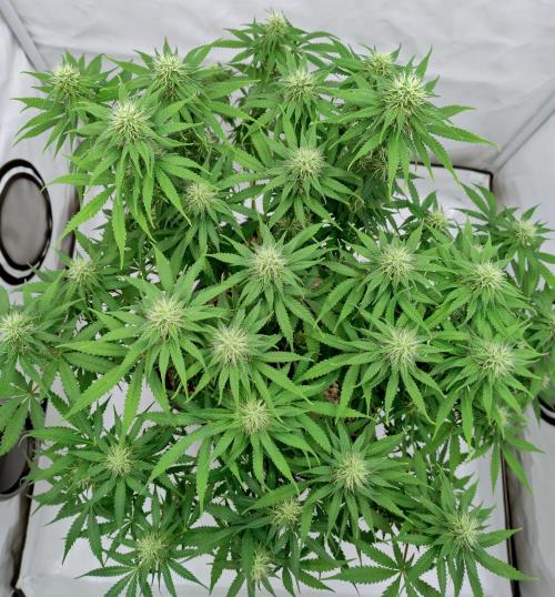 Skunk #11 - Dutch Passion. Week 8