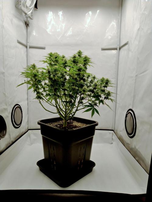 Skunk #11 - Dutch Passion. Week 8