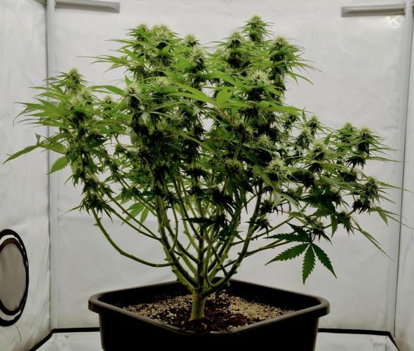 Skunk #11 - Dutch Passion. Week 8