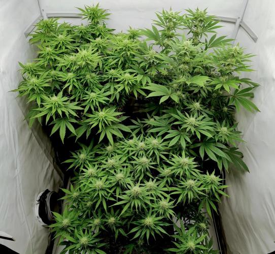 Skunk #11 - Dutch Passion. Week 8 - Skunk#11 in front.