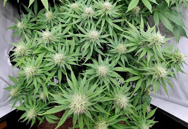 Skunk #11 - Dutch Passion. Week 8