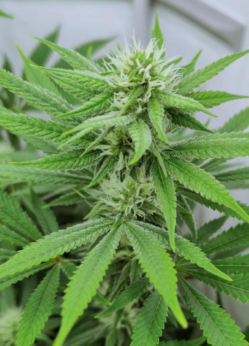 Lemon Z - Dutch Passion. Week 8