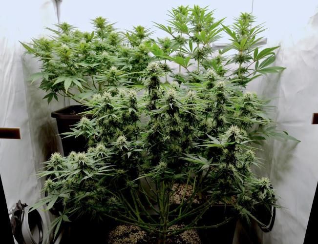 Lemon Z - Dutch Passion. Week 8 - LemonZ top right.