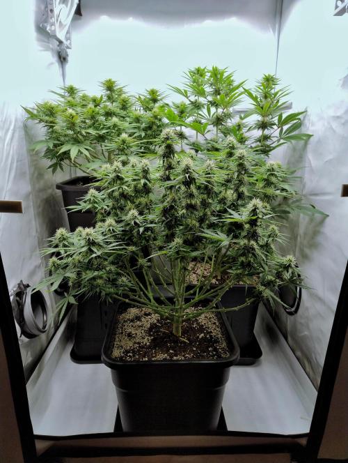 CBD Mazar - Dutch Passion. Week 8 - CBD Mazar top left.