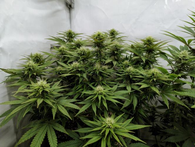 CBD Mazar - Dutch Passion. Week 8