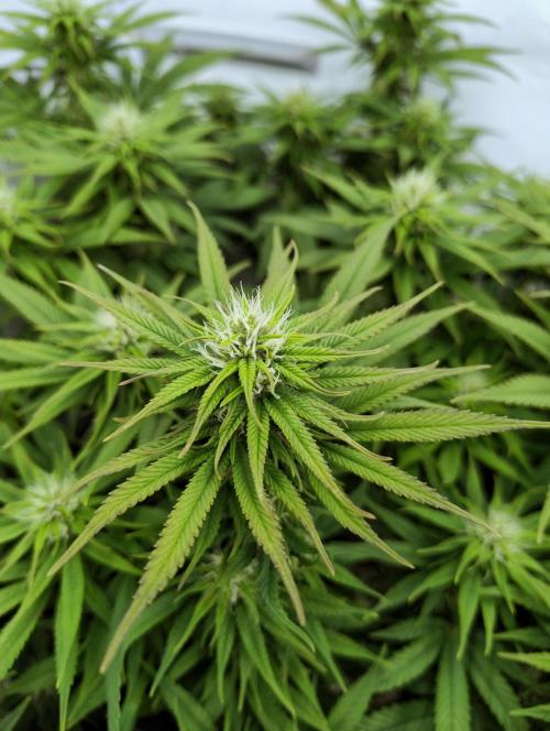 CBD Mazar - Dutch Passion. Week 8