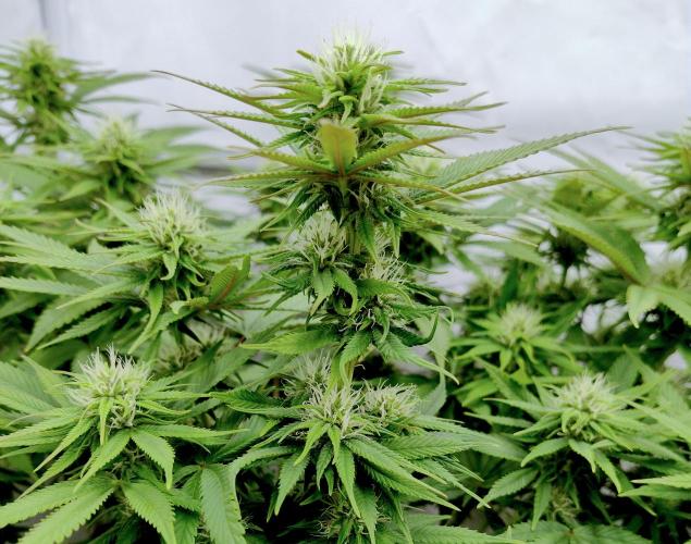 CBD Mazar - Dutch Passion. Week 8