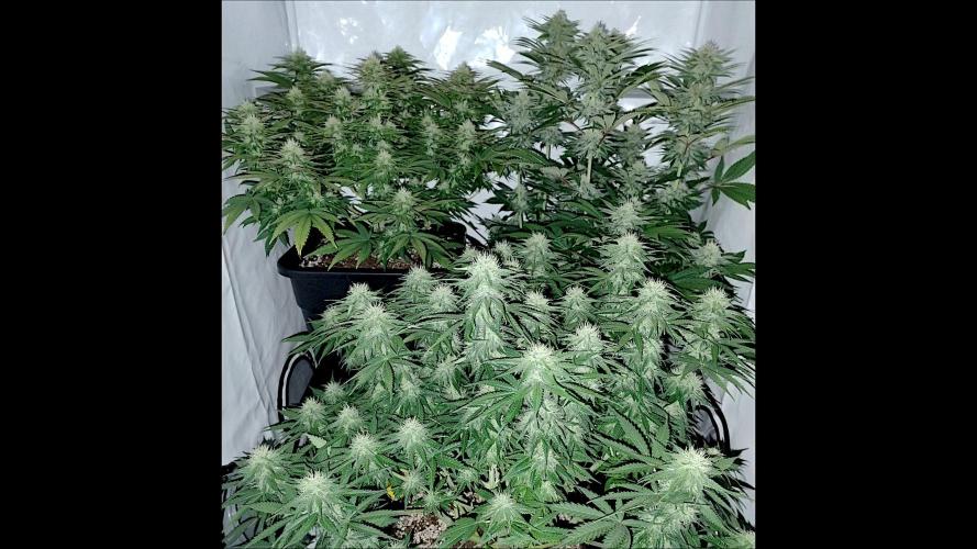 Lemon Z - Dutch Passion. Week 8 - LemonZ top right.