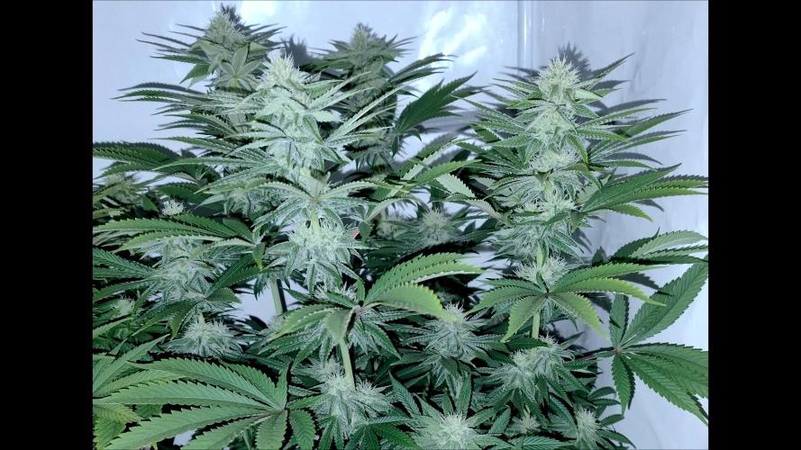 Lemon Z - Dutch Passion. Week 8