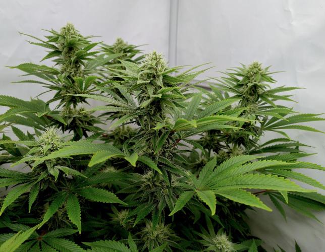 Lemon Z - Dutch Passion. Week 9 - Start of the week. Most fan leafs still present.