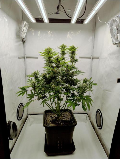 Lemon Z - Dutch Passion. Week 9