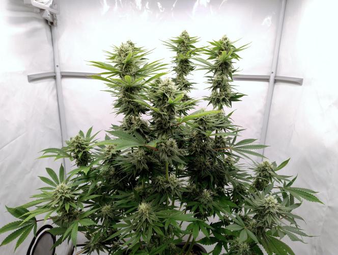 Lemon Z - Dutch Passion. Week 9