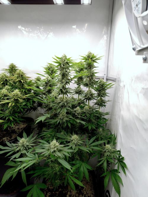 Lemon Z - Dutch Passion. Week 9