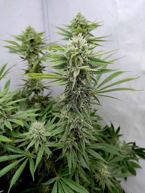 Lemon Z - Dutch Passion. Week 9