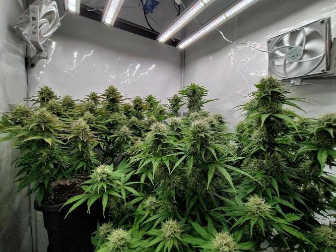 Skunk #11 - Dutch Passion. Week 9